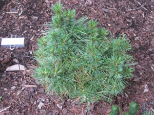 Горная сосна Веймутова (Pinus Strobus) C20 100-125 cm